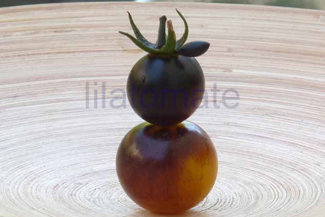 Tomate 'Elberta Leeway, blau' AT 