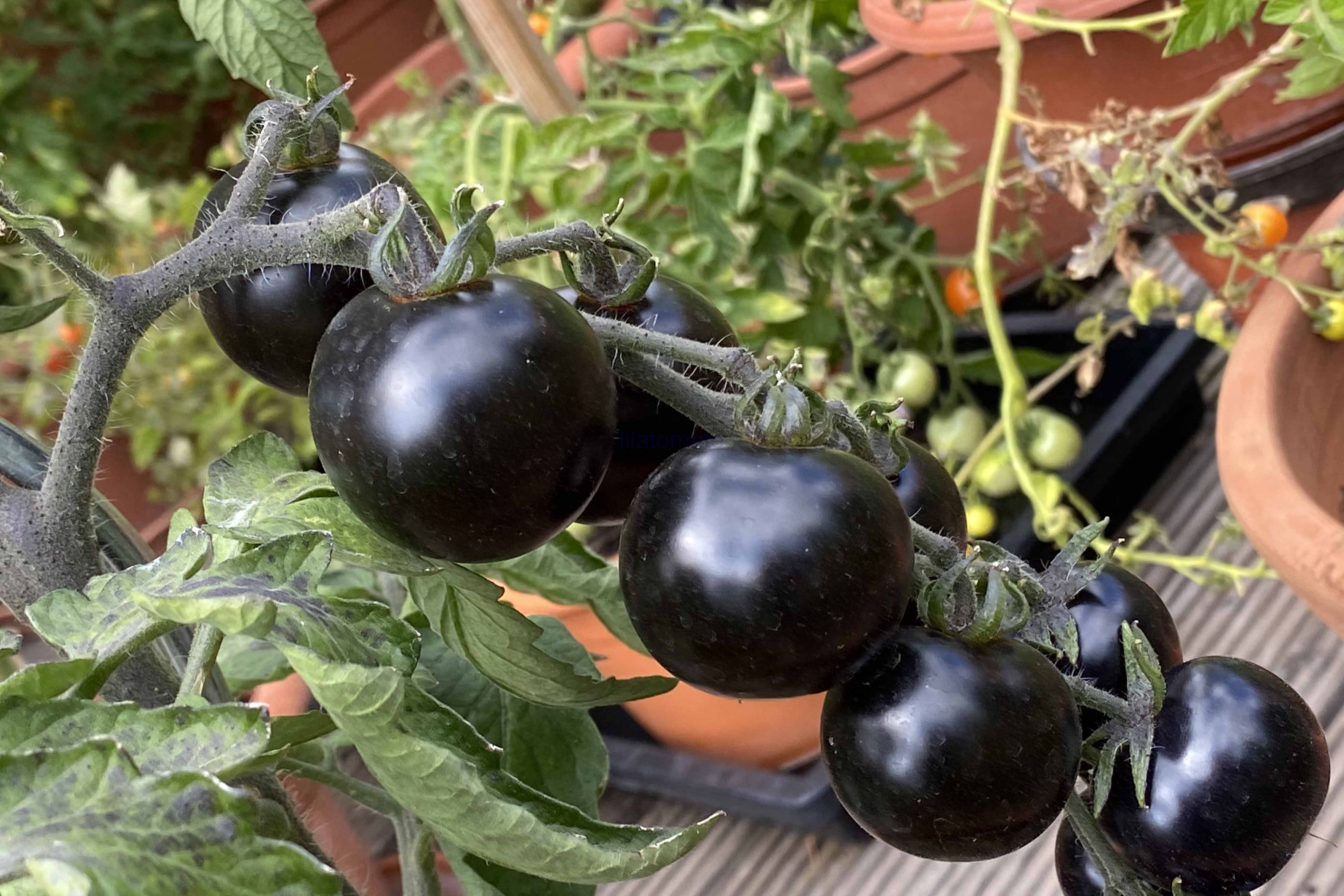 Tomate 'Indigo Rose, klein, rund', 'Indigo Rose, rund'