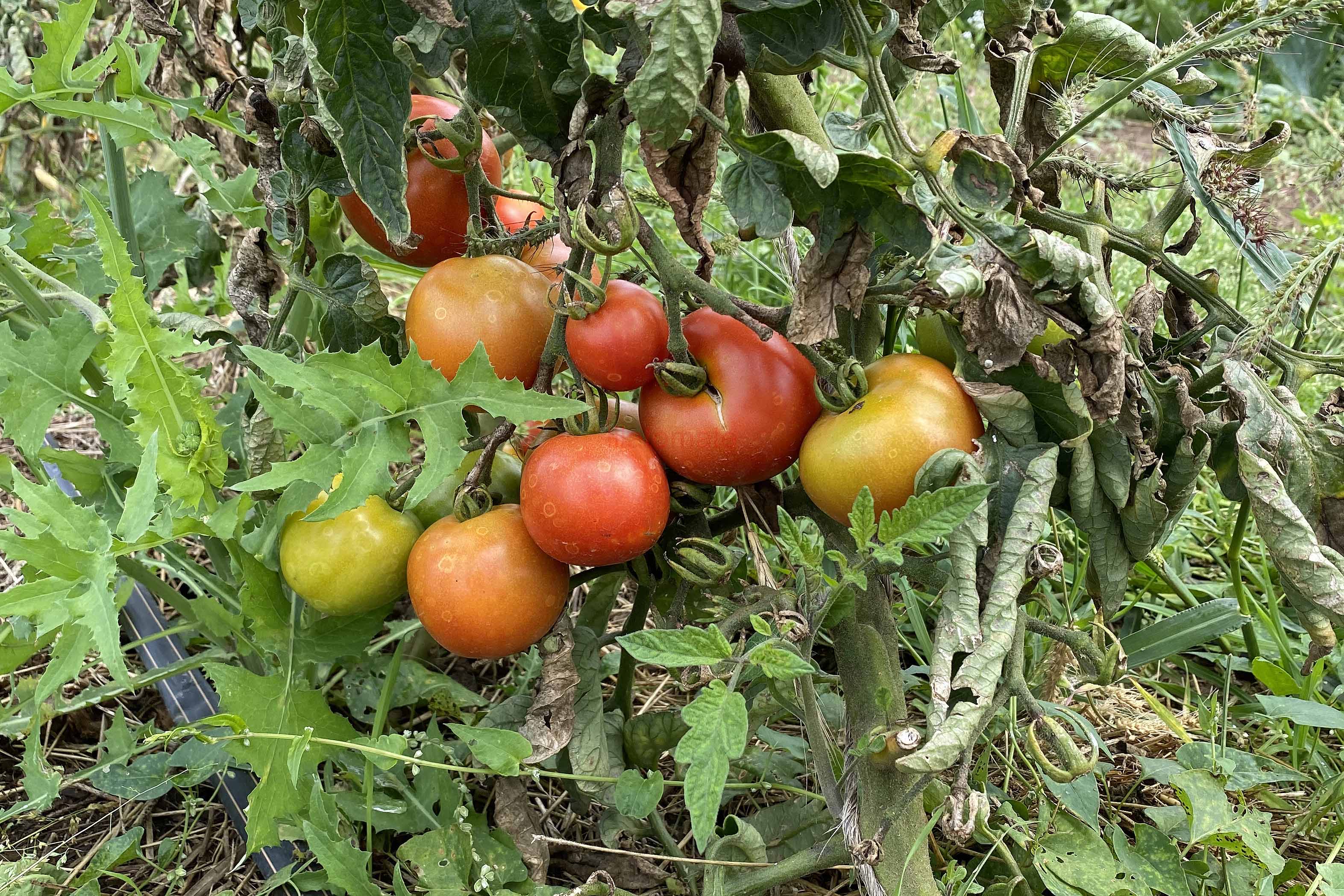 Tomate 'Tolle Rote Runde' (Arbeitstitel) 