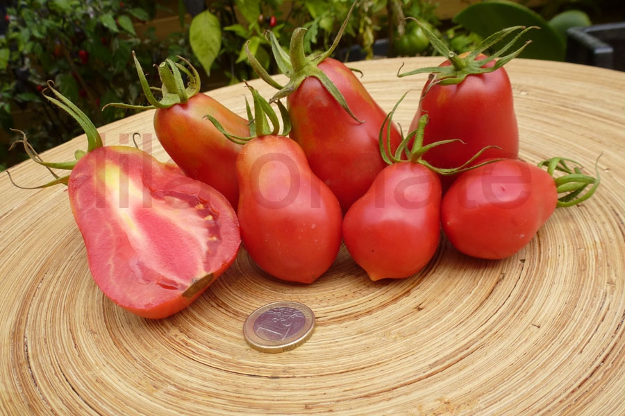 Tomate 'Herztomate aus Neuseeland' (Arbeitstitel) Saatgut