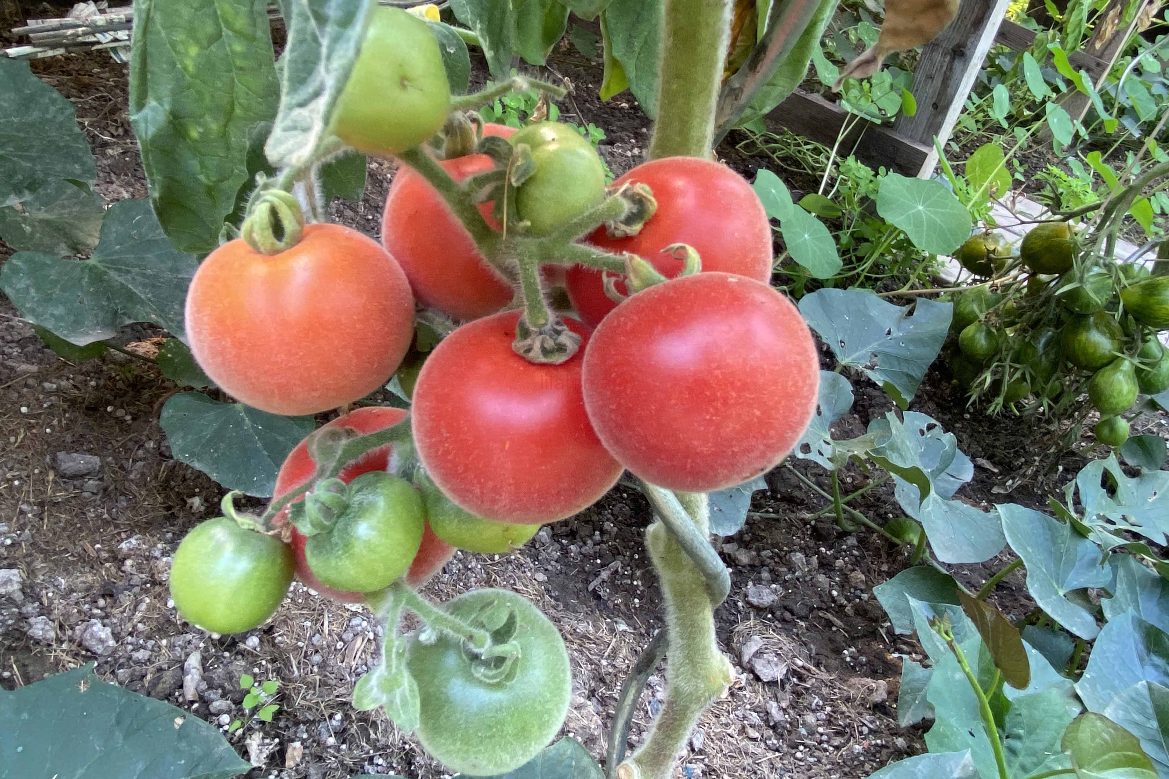 Tomate 'Roter Pfirsich' 