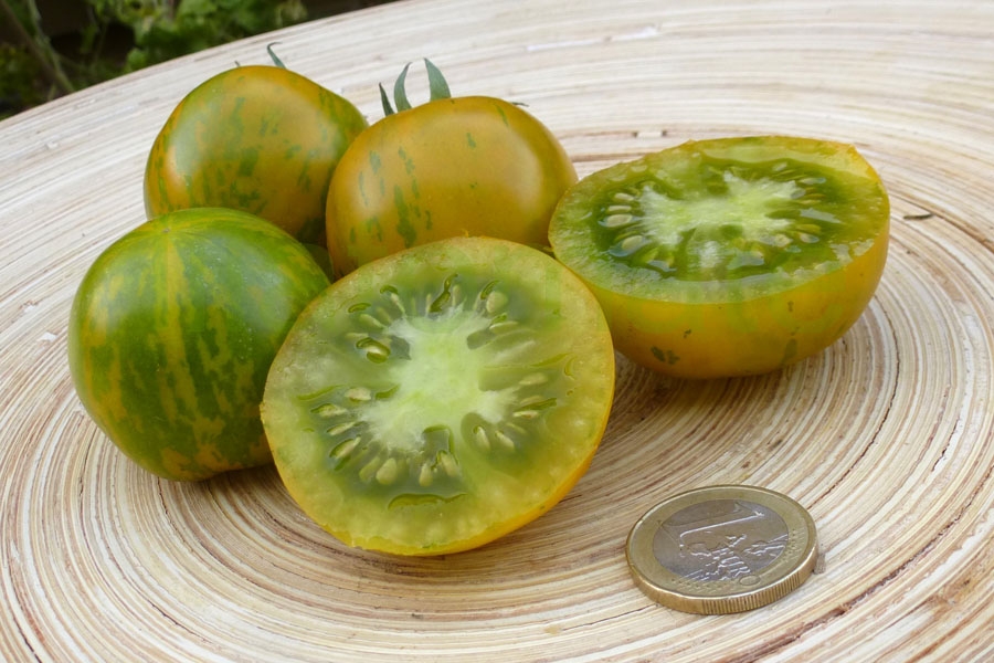 Tomate 'Grün gelb gestreift flachrund' Arbeitstitel 