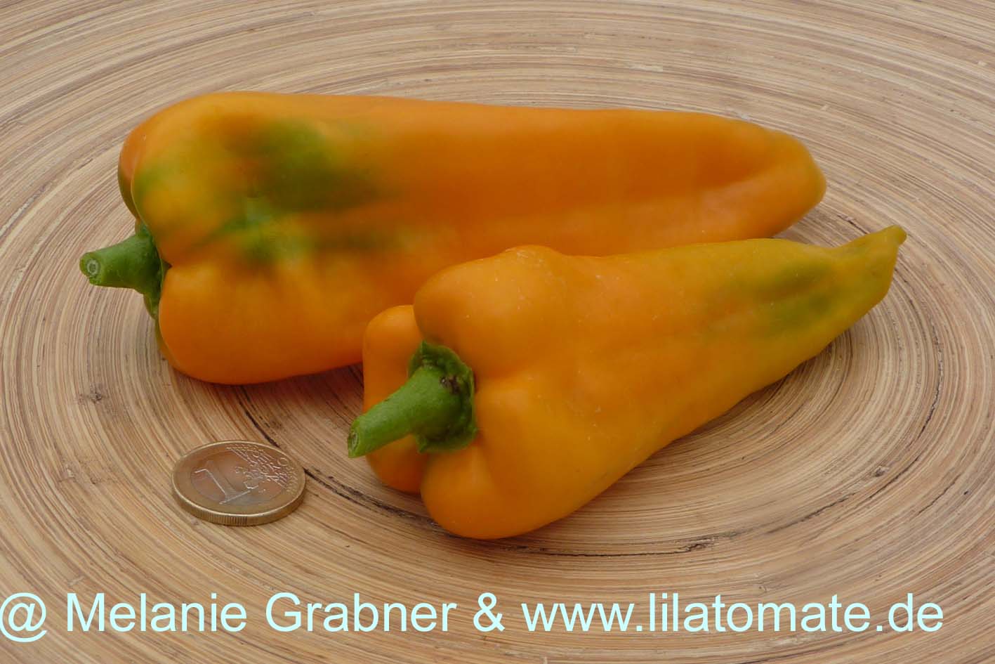 Paprika 'Cornno Giallo'  'Corno Rosso' Spitzpaprika in gelb und in rot Jungpflanze 