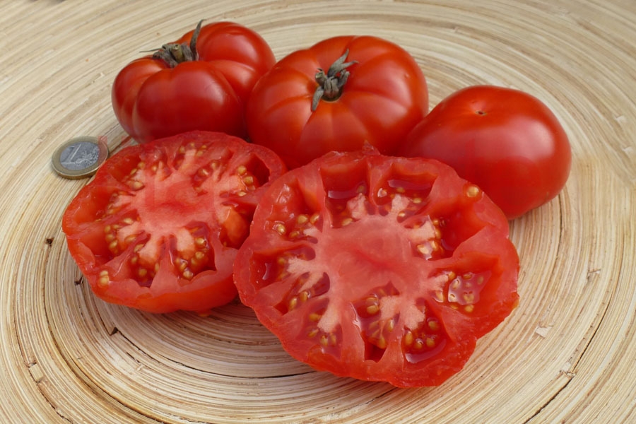 Tomate 'Vierländer Platte' 