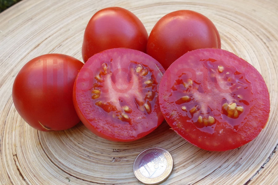 Tomate 'Tolle Rote Runde' (Arbeitstitel) 