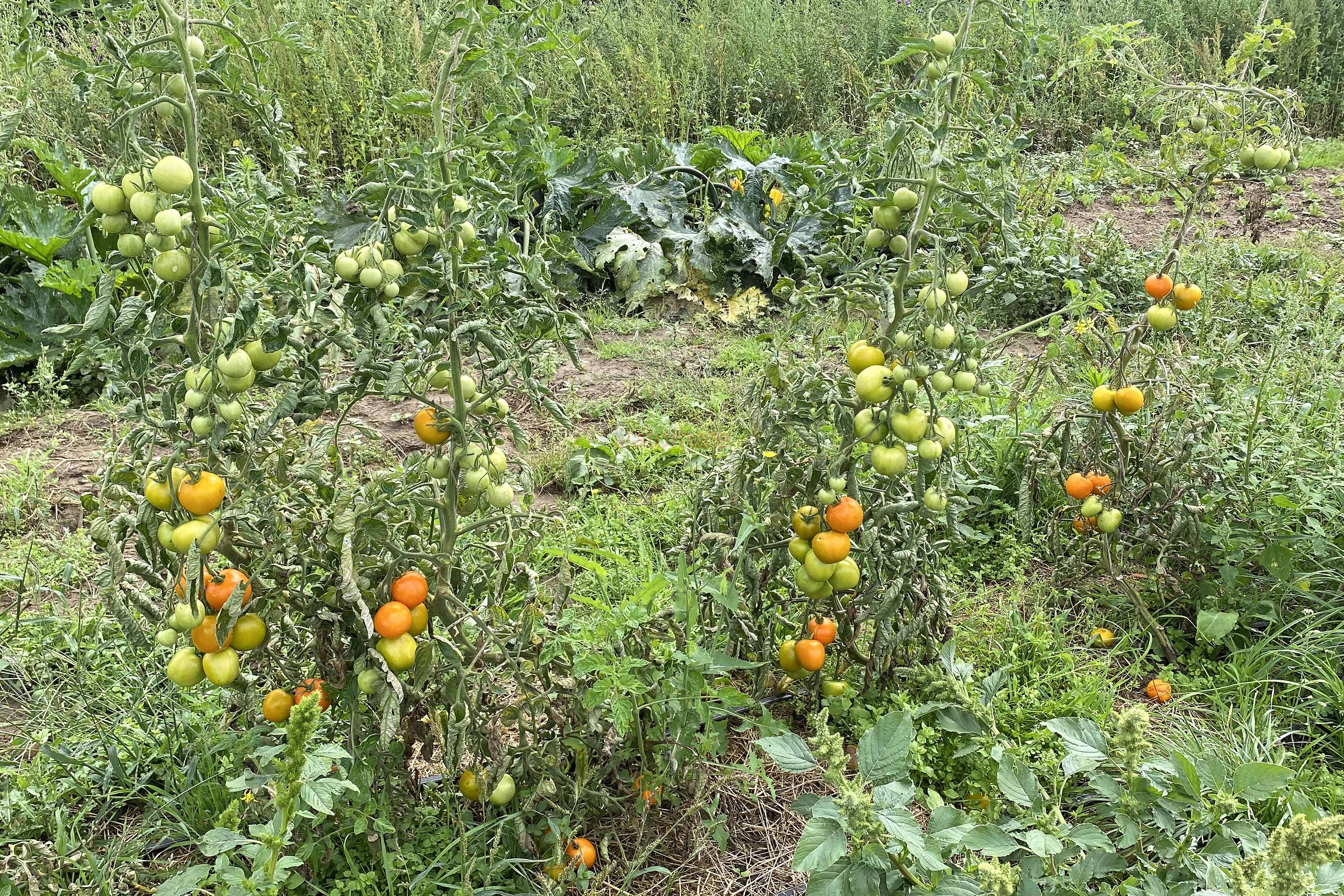 Tomate 'Tolle Rote Runde' (Arbeitstitel) 