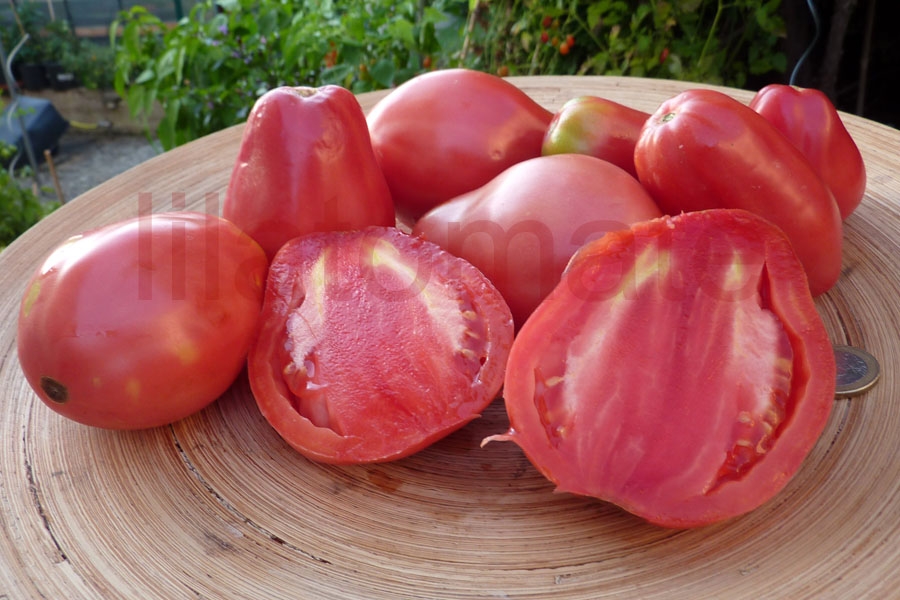 Tomate 'Herztomate aus Neuseeland' (Arbeitstitel) Saatgut