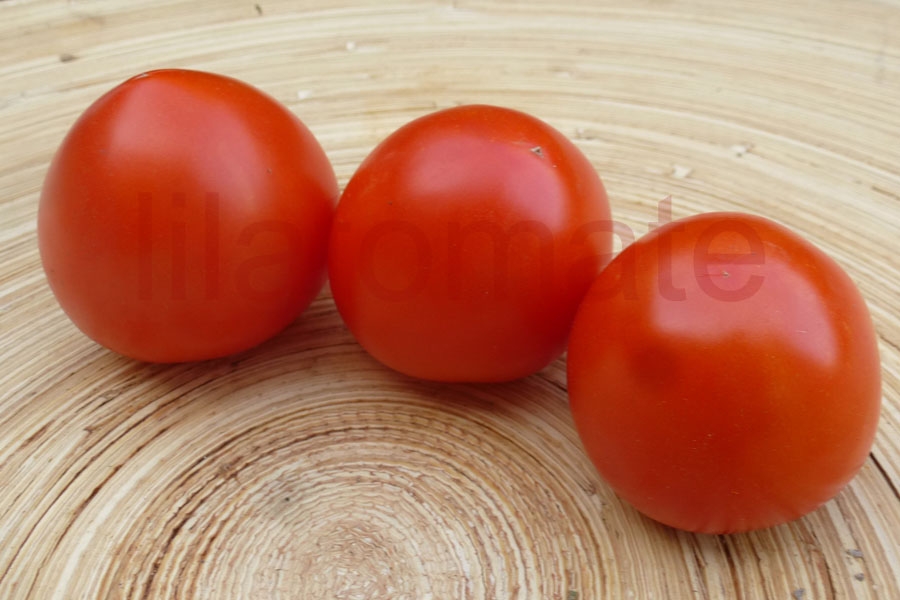 Tomate 'Hoffmanns Rentia' 