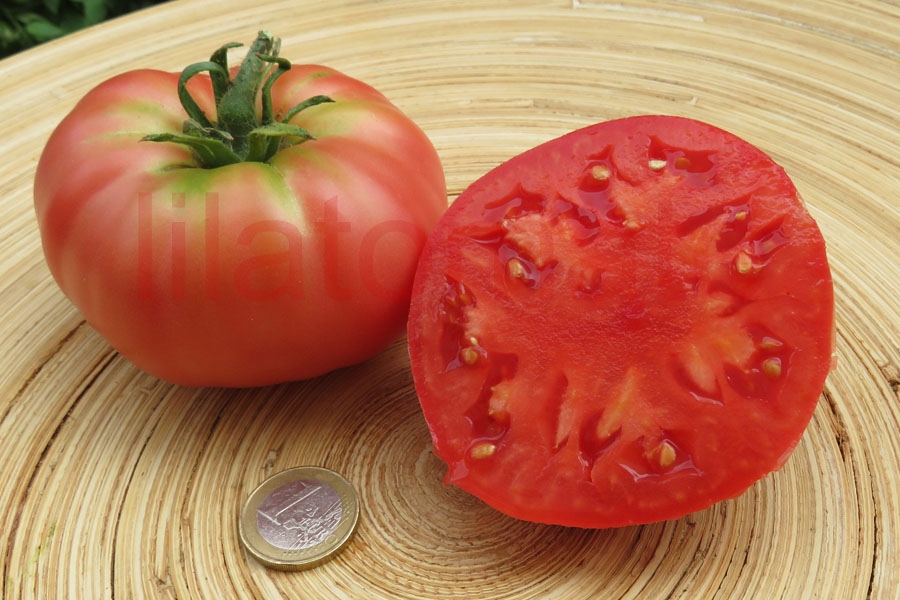 Tomate 'Schlesische Himbeere' 