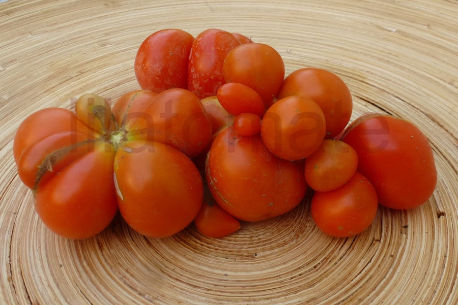 Tomate 'Reisetomate' 