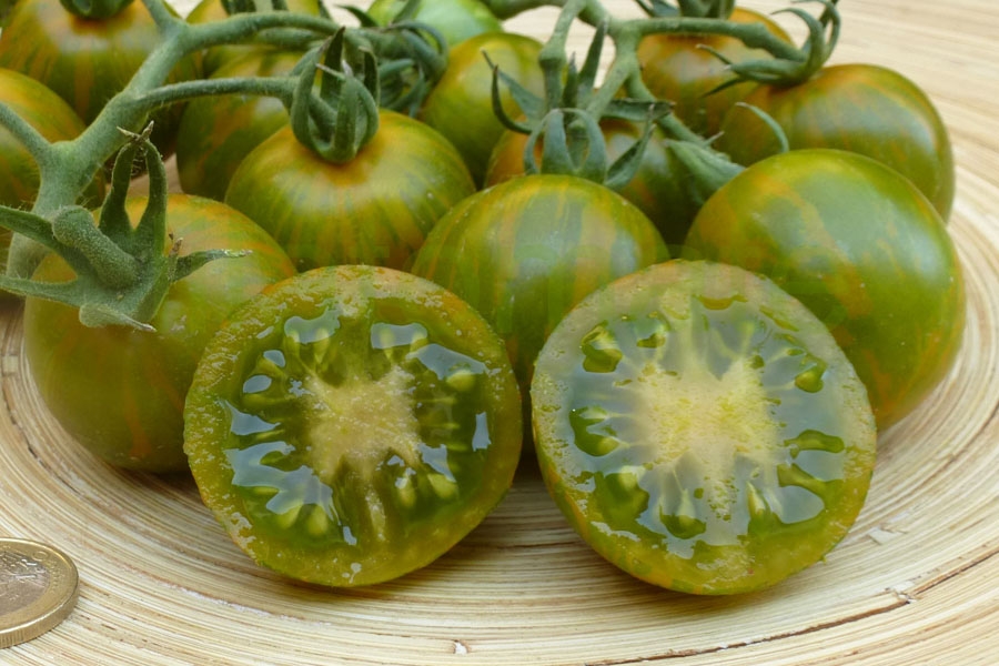 Tomate 'Grüne Zebra, Cherry'   ('Green Zebra, Cherry')