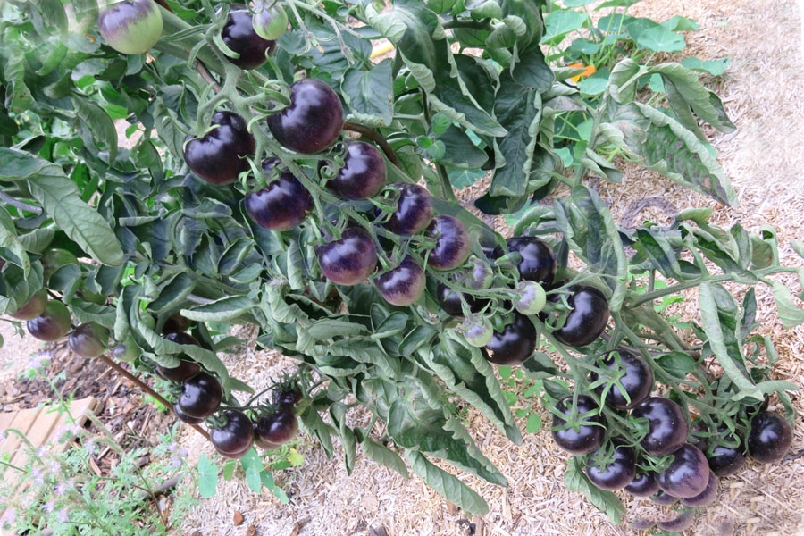 Tomate 'Osu Blue' 