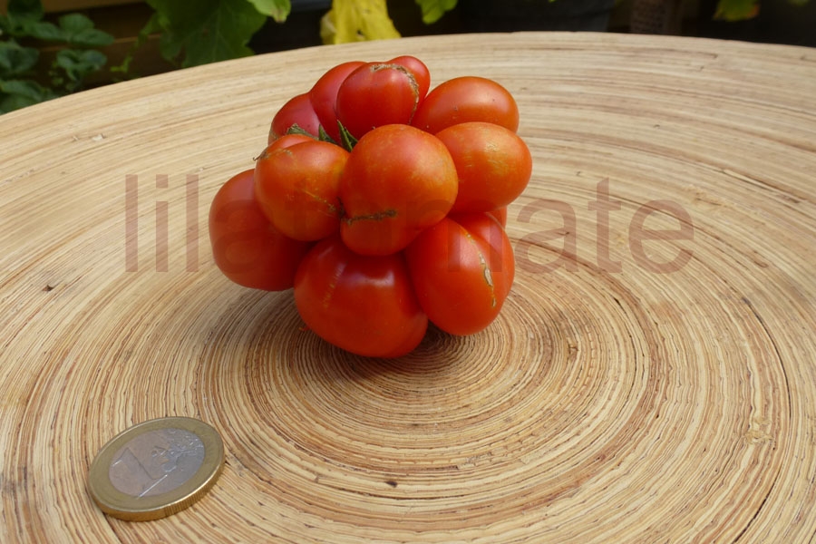 Tomate 'Reisetomate' 