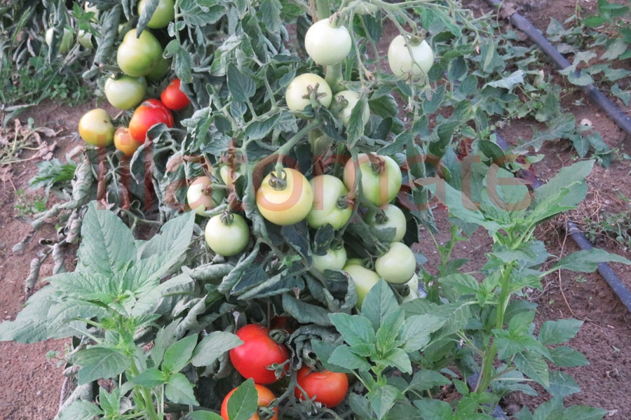 Tomate 'Tolle Rote Runde' (Arbeitstitel) 