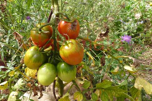 Tomate 'Omas Beste' 