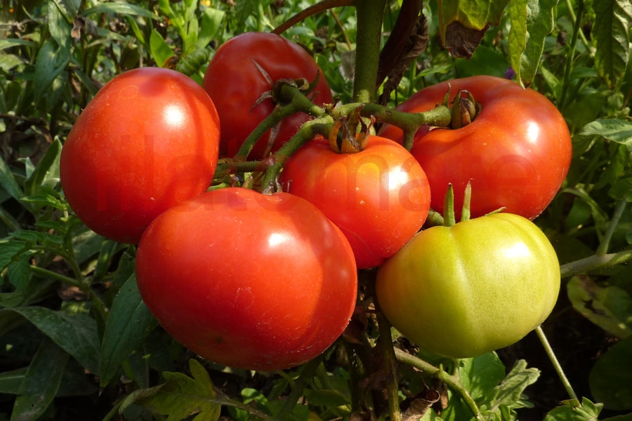 Tomate 'Vierländer Platte' 