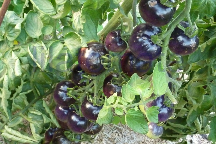 Tomate 'Osu Blue' 