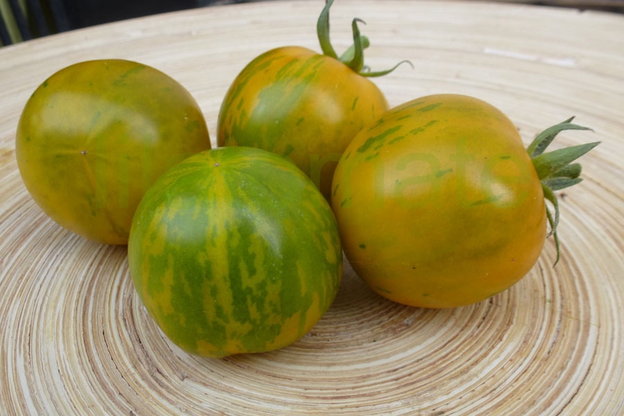 Tomate 'Grün gelb gestreift flachrund' Arbeitstitel 