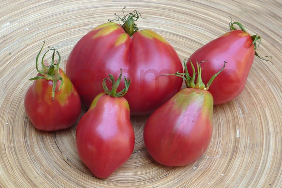 Tomate 'Herztomate aus Neuseeland' (Arbeitstitel) Saatgut