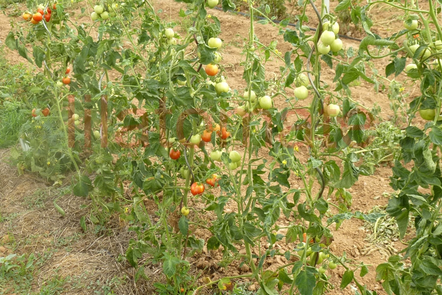 Tomate 'Sieger' 