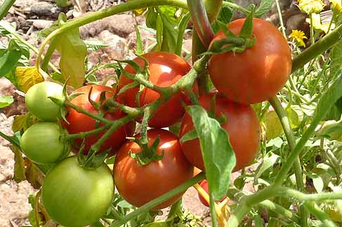 Tomate 'Sieger' 