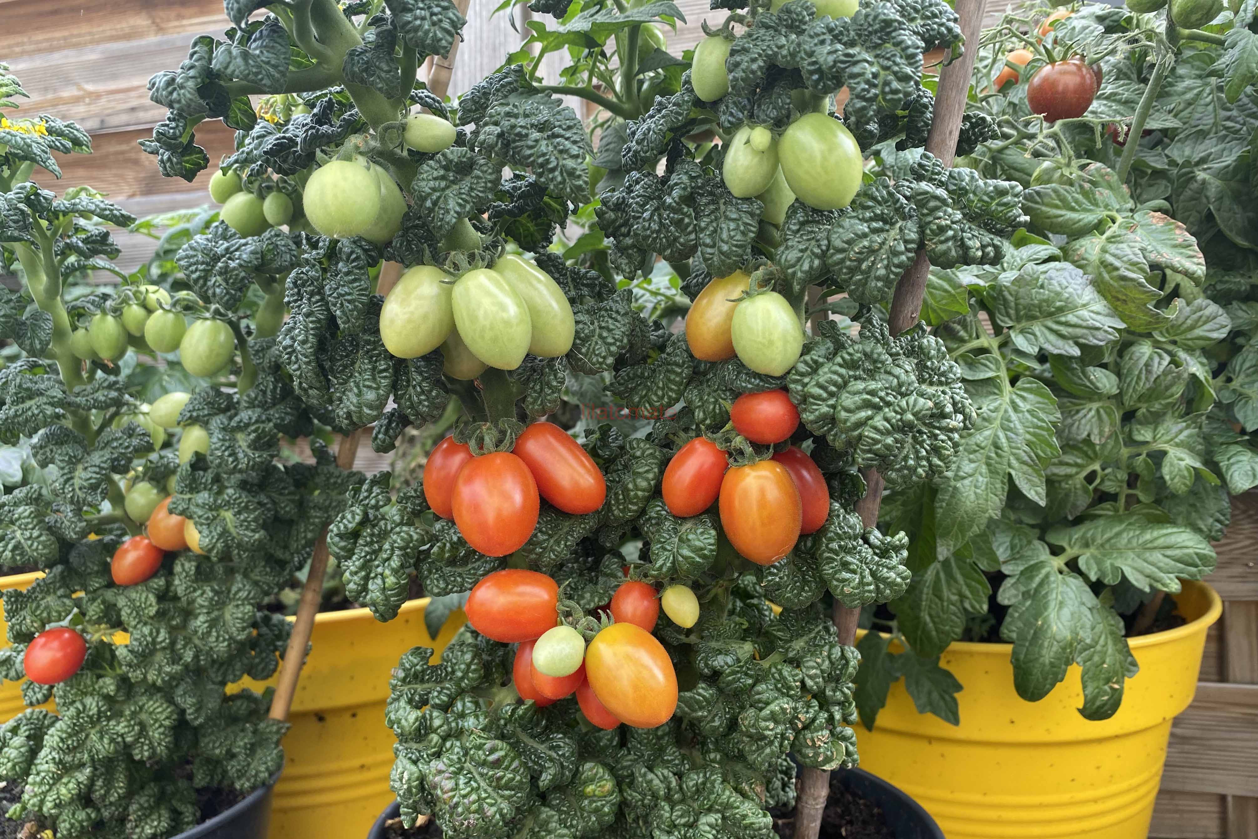 Tomate 'Mikrotomate' 