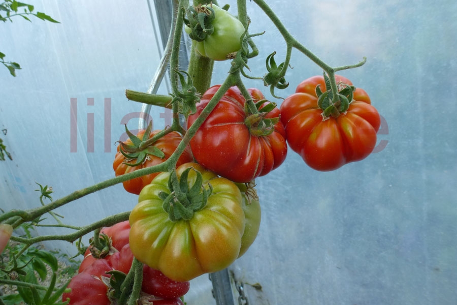 Tomate 'Kara Koy Dan' 