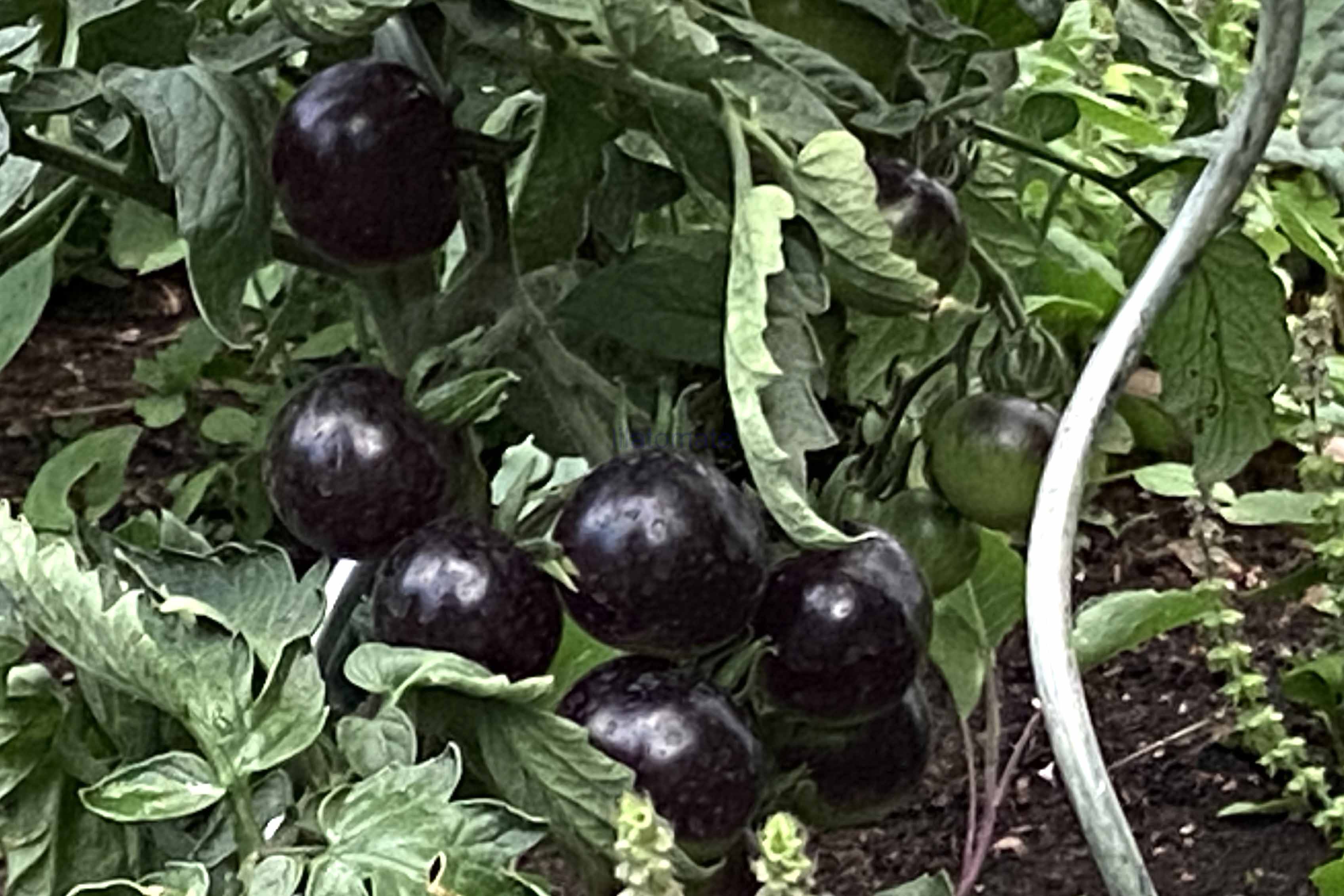 Tomate 'Indigo Rose, klein, rund', 'Indigo Rose, rund'