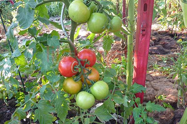 Tomate 'Tolle Rote Runde' (Arbeitstitel) 