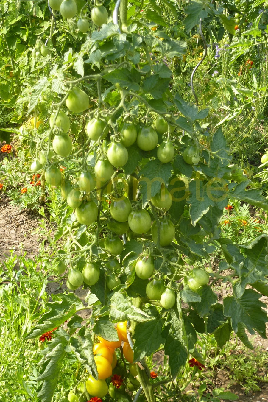 Tomate 'Birnenförmige gelbe Mittelgroße' = 'Gelb Oval' Saatgut