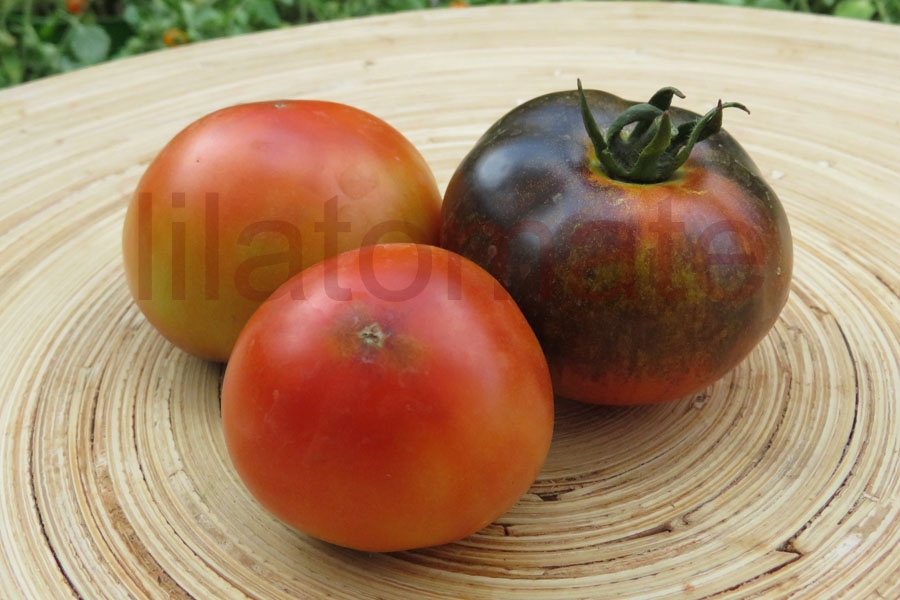 Tomate 'Indigo Apple' 