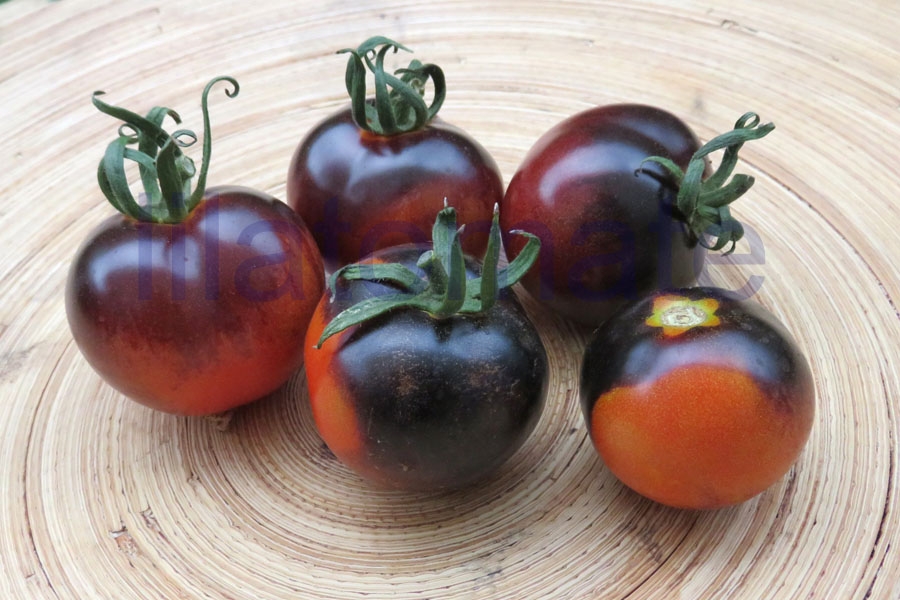 Tomate 'Osu Blue' 