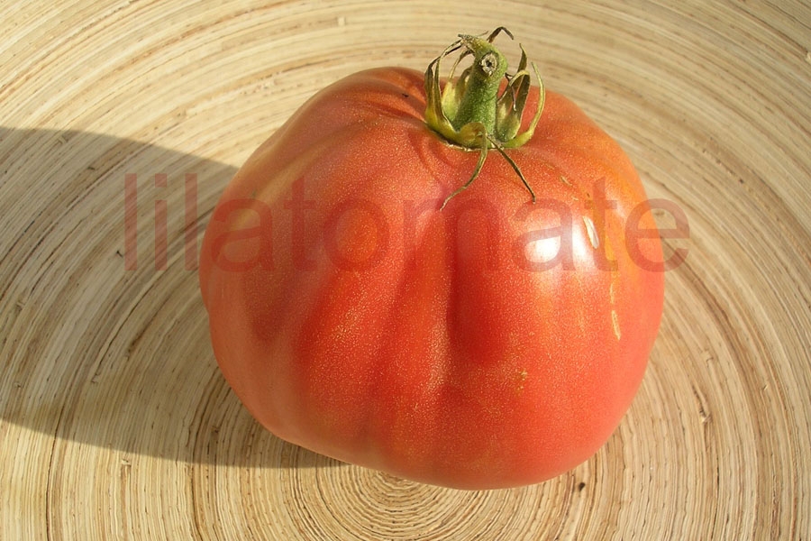 Tomate 'Herztomate aus Neuseeland' (Arbeitstitel) Saatgut