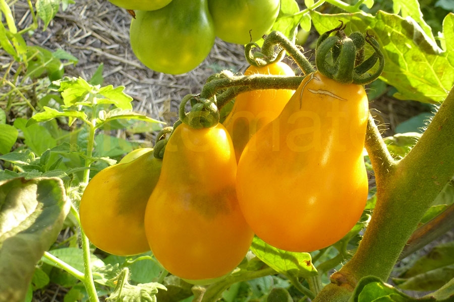 Tomate 'Birnenförmige gelbe Mittelgroße' = 'Gelb Oval' Saatgut