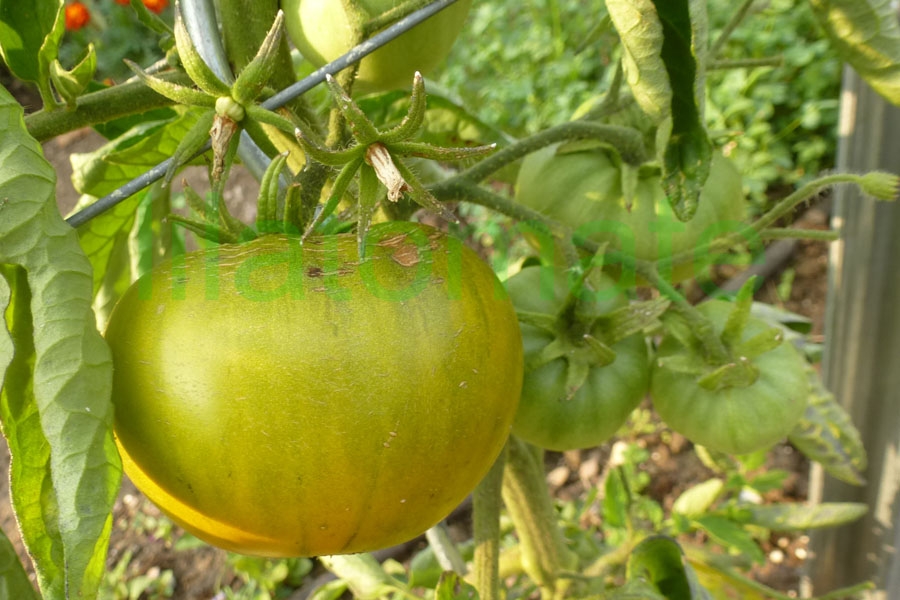 Tomate 'Smaragdapfel' 