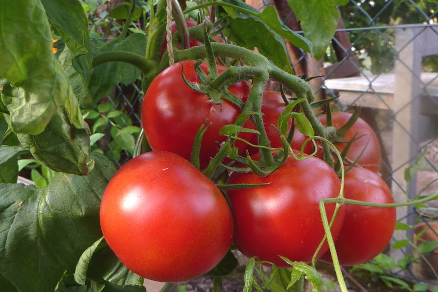 Tomate 'Elfriede' 