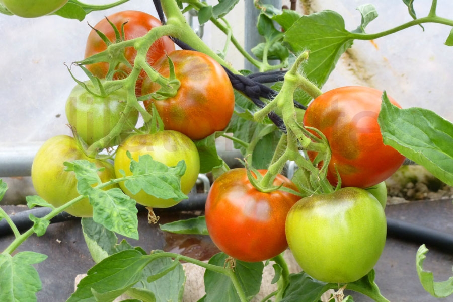 Tomate 'Elfriede' 