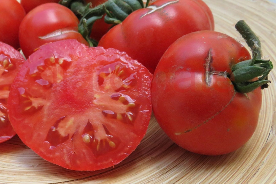 Tomate 'Vierländer Platte' 