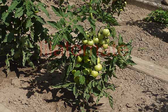 Tomate 'Sieger' 