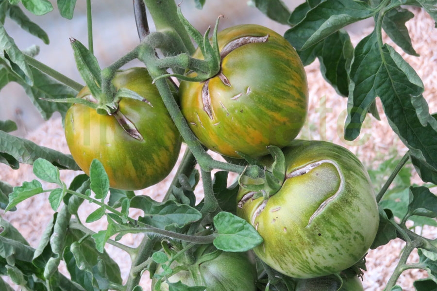 Tomate 'Grün gelb gestreift flachrund' Arbeitstitel 