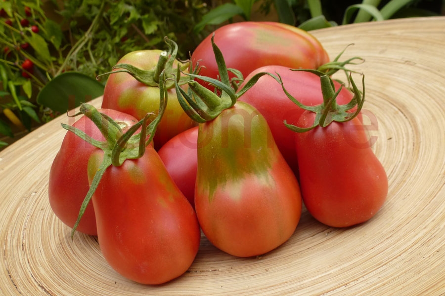 Tomate 'Herztomate aus Neuseeland' (Arbeitstitel) Saatgut