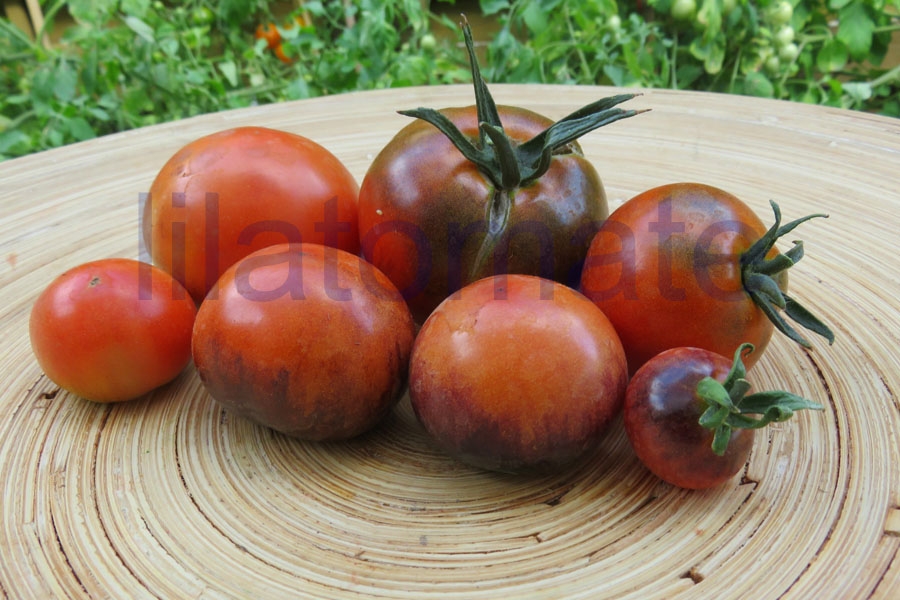 Tomate 'Osu Blue' 