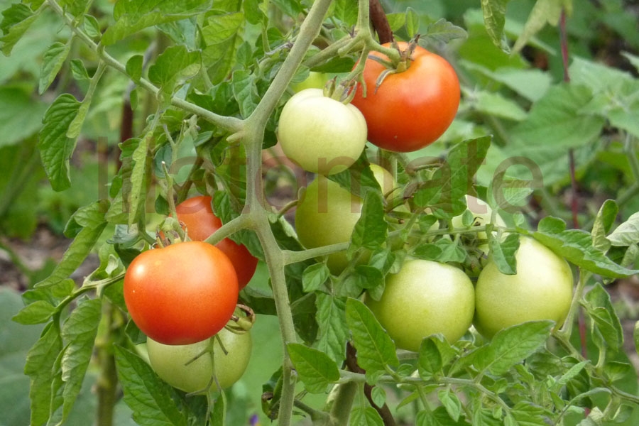 Tomate 'Hartz 4' Saatgut