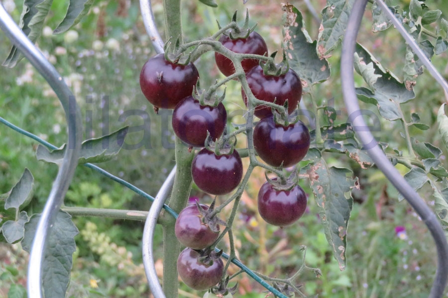 Tomate 'Blue Pitts' 