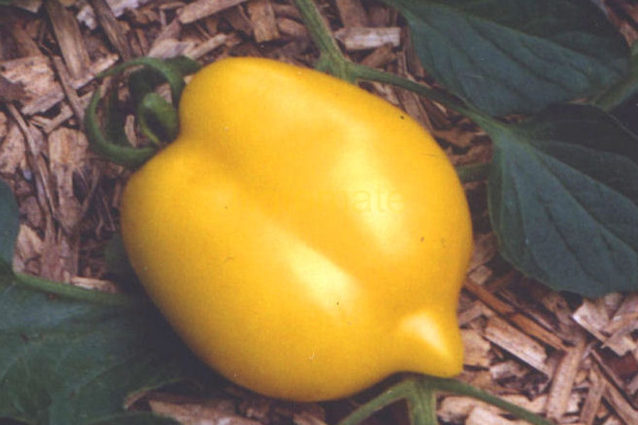 Tomate 'Zitronella' 