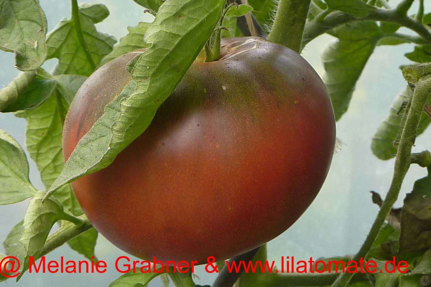 Tomate 'Lila Sari' Saatgut