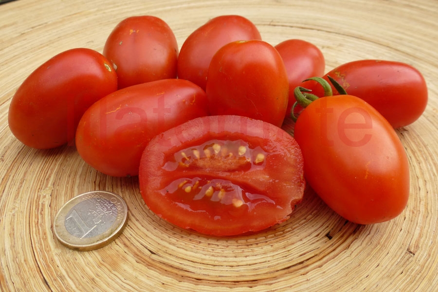 Tomate 'Romanello' 
