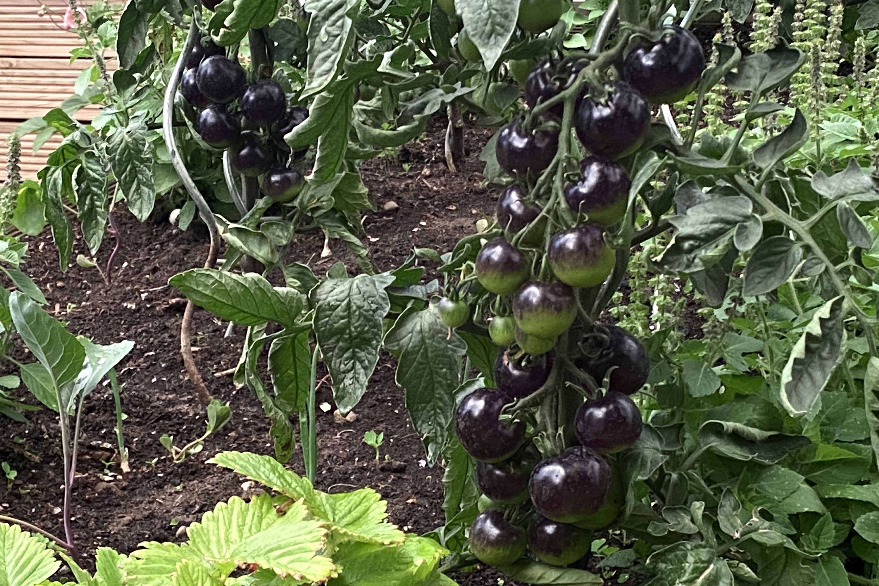 Tomate 'Indigo Rose, klein, rund', 'Indigo Rose, rund'