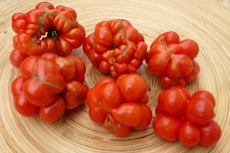 Tomate 'Reisetomate' 