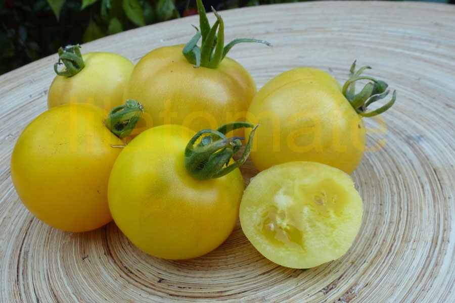 Tomate 'Talent, hellgelb' (Arbeitstitel) 